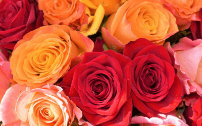 I’m having a love affair!