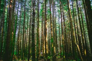 Lost in a forest