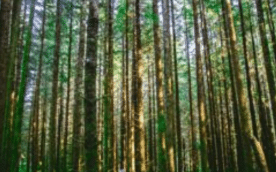 5 powerful tips -how to improve calm and enjoy family life