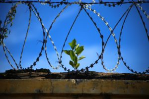 Prison Freedom