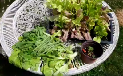 Releasing stress and plugging into Nature’s abundance