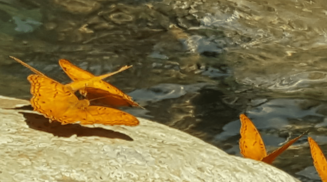 Rainforest and Waterfall EFT Energy