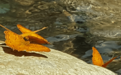 Rainforest and Waterfall EFT Energy