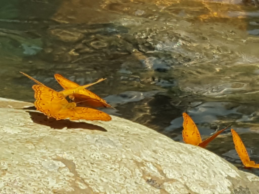 waterfall eft energy butterflies