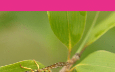 Eft tapping with Mother on Child with Wasp Sting Trauma